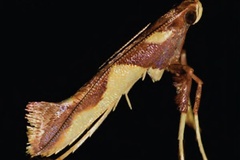 Caloptilia xanthopharella