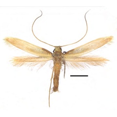 /filer/webapps/moths_gc/media/images/A/augeas_Caloptilia_HT_RMNH.INS.25562_Guiguet_2026_118.jpg