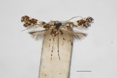 /filer/webapps/moths_gc/media/images/N/nesitis_Parectopa_A_1407680_BMNH.jpg