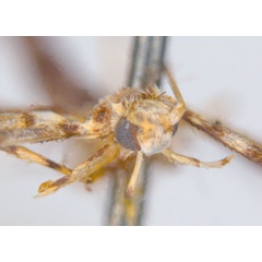 /filer/webapps/moths_gc/media/images/T/trapezoides_Acrocercops_ST_head_ANIC.jpg