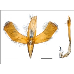 /filer/webapps/moths_gc/media/images/P/perseae_Caloptilia_PT_GM_USNM.jpg