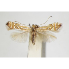 /filer/webapps/moths_gc/media/images/P/platani_Phyllonorycter_A_ZSM.jpg