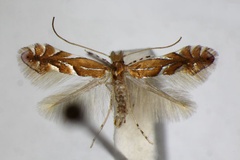 Phyllonorycter belotella