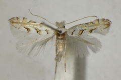 Phyllonorycter abrasella