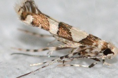 Telamoptilia malvavisci