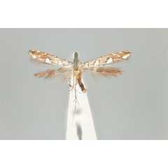 /filer/webapps/moths_gc/media/images/T/trapezoides_Acrocercops_ST_ANIC31-081630_dorsal.jpg