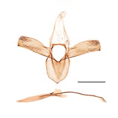 /filer/webapps/moths_gc/media/images/P/populifoliella_Phyllonorycter_GM_Kirichenko-etal_2019_25.jpg