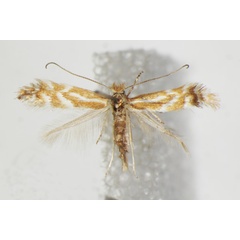 /filer/webapps/moths_gc/media/images/B/baldensis_Phyllonorycter_A_ZSM.jpg