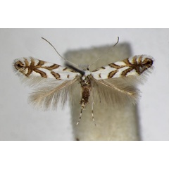 /filer/webapps/moths_gc/media/images/G/geniculella_Phyllonorycter_A_ZSM_3.jpg