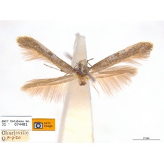 /filer/webapps/moths_gc/media/images/P/pedina_Caloptilia_ST1_ANIC.jpg