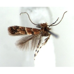 /filer/webapps/moths_gc/media/images/M/morogorene_Cremastobombycia_HT_RMCA.jpg