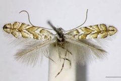 Triberta cistifoliella