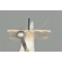 /filer/webapps/moths_gc/media/images/M/maculosa_Cuphodes_LT_ANIC31-087220_dorsal.jpg