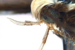 Parectopa melanoxyla