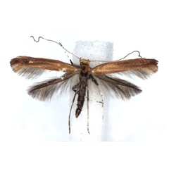 /filer/webapps/moths_gc/media/images/R/rufipennella_Caloptila_A_WJDP.jpg