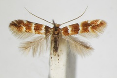 Phyllonorycter tristrigella