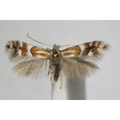 /filer/webapps/moths_gc/media/images/H/hilariella_spinolella_Phyllonorycter_A_ZSM_2.jpg