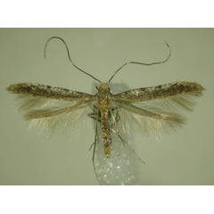 /filer/webapps/moths_gc/media/images/V/verecunda_Caloptilia_PT_ZMBH.jpg