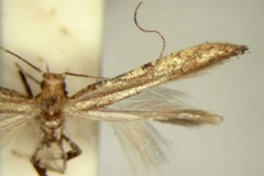 Caloptilia syngenica