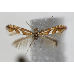 /filer/webapps/moths_gc/media/images/M/mespilella_Phyllonorycter_A_ZSM_5.jpg