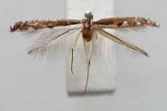 Dialectica carcharota