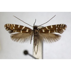 /filer/webapps/moths_gc/media/images/C/coffeella_Callisto_A_ZSM.jpg