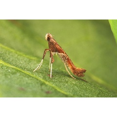 /filer/webapps/moths_gc/media/images/H/hemidactylella_Caloptilia_RV_01.jpg