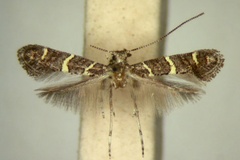 Ectropina sclerochitoni