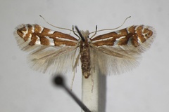 Phyllonorycter cavella