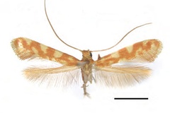 Caloptilia ceryneia