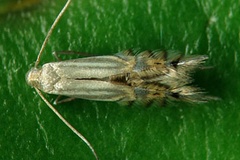 Phyllocnistis selene