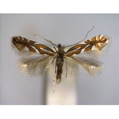 /filer/webapps/moths_gc/media/images/A/anceps_Phyllonorycter_PT_EIHU_male.jpg