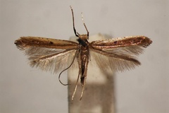 Caloptilia similatella