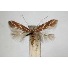 /filer/webapps/moths_gc/media/images/M/millierella_Phyllonorycter_A_ZSM.jpg