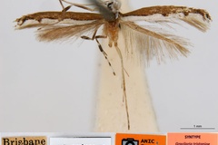 Acrocercops tristaniae