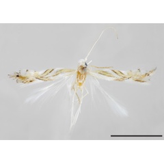 /filer/webapps/moths_gc/media/images/P/perseafolia_Phyllocnistis_HT_USNM.jpg