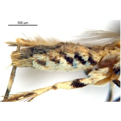 /filer/webapps/moths_gc/media/images/D/doo_Bridella_HT_abdomen_De-Prins-etal_2025_16.jpg