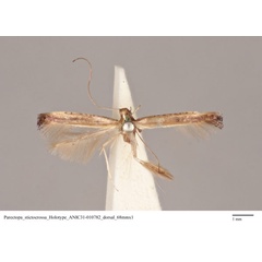 /filer/webapps/moths_gc/media/images/S/stictocrossa_Caloptilia_HT_ANIC31-010782_dorsal.jpg