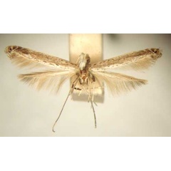 /filer/webapps/moths_gc/media/images/P/polysticha_Graphiocephala_HT_TMSA6085.jpg