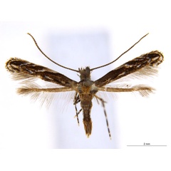 /filer/webapps/moths_gc/media/images/D/desmodiella_Liocrobyla_F6_ANIC.jpg