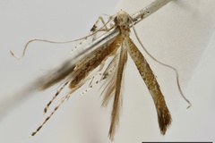 Acrocercops taeniarcha