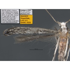 /filer/webapps/moths_gc/media/images/S/spermotrophus_Cuphodes_PT_A2_Triberti-etal_2026_127.jpg