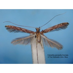 /filer/webapps/moths_gc/media/images/P/perseella_Caloptilia_HT_EIHU.jpg