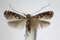 Parornix anglicella
