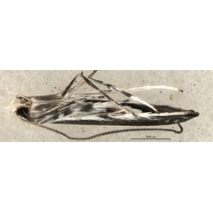 /filer/webapps/moths_gc/media/images/S/spermotrophus_Cuphodes_PT_A3_Triberti-etal_2026_126.jpg