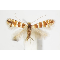 /filer/webapps/moths_gc/media/images/N/nicellii_Phyllonorycter_A_ZSM_3.jpg