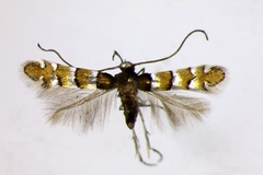 Chrysaster ostensackenella