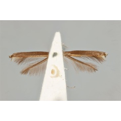 /filer/webapps/moths_gc/media/images/F/fluorescens_nereis_Acrocercops_ST_ANIC31-087242_ventral.jpg