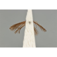 /filer/webapps/moths_gc/media/images/L/leptalea_Acrocercops_ST_ANIC31-087276_ventral.jpg
