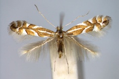 Phyllonorycter coryli